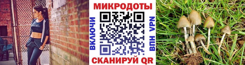 Псилоцибиновые грибы Psilocybine cubensis Вологда