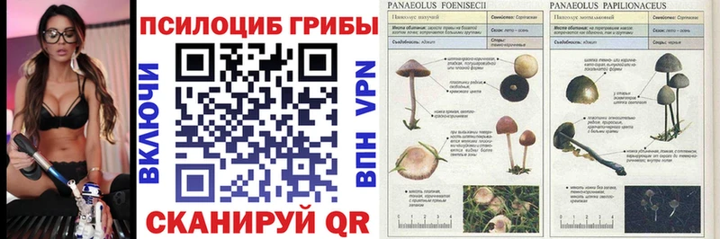 Псилоцибиновые грибы Magic Shrooms  купить наркоту  Вологда 
